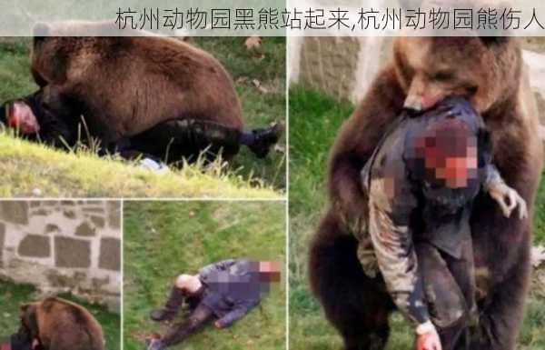 杭州动物园黑熊站起来,杭州动物园熊伤人