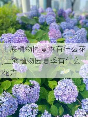 上海植物园夏季有什么花,上海植物园夏季有什么花卉