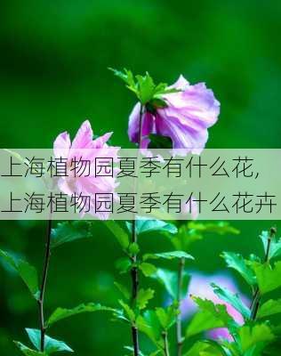 上海植物园夏季有什么花,上海植物园夏季有什么花卉